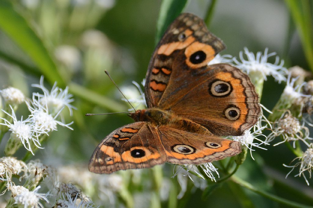 112 2015-01150591 Everglades NP, FL.JPG - Mangrove  Buckeye (Junonia evarete). Everglades National Park, FL, 1-15-2015